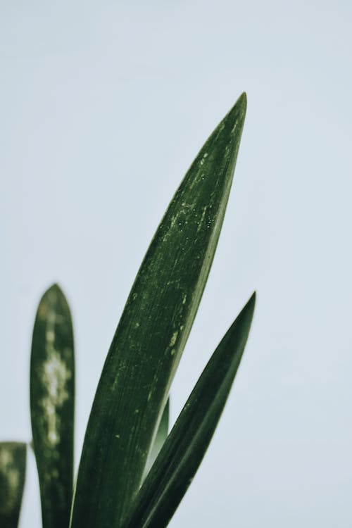 녹색 잎 식물 클로즈업 사진