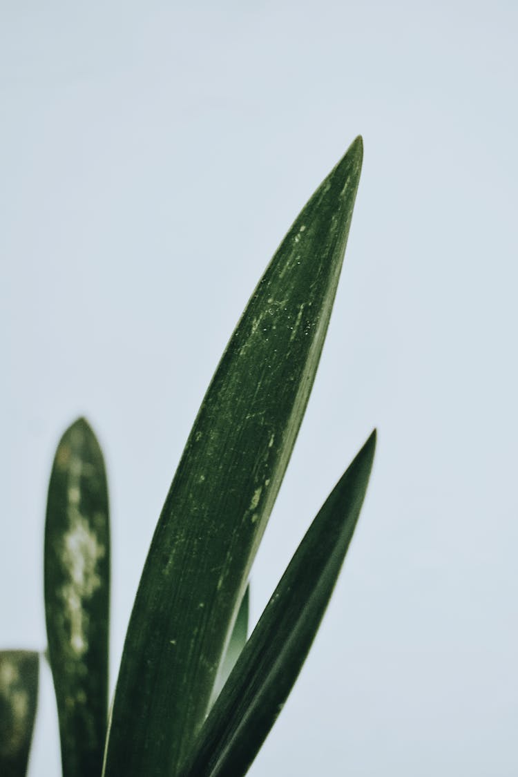 Green Leaf Plant Close-up Photography