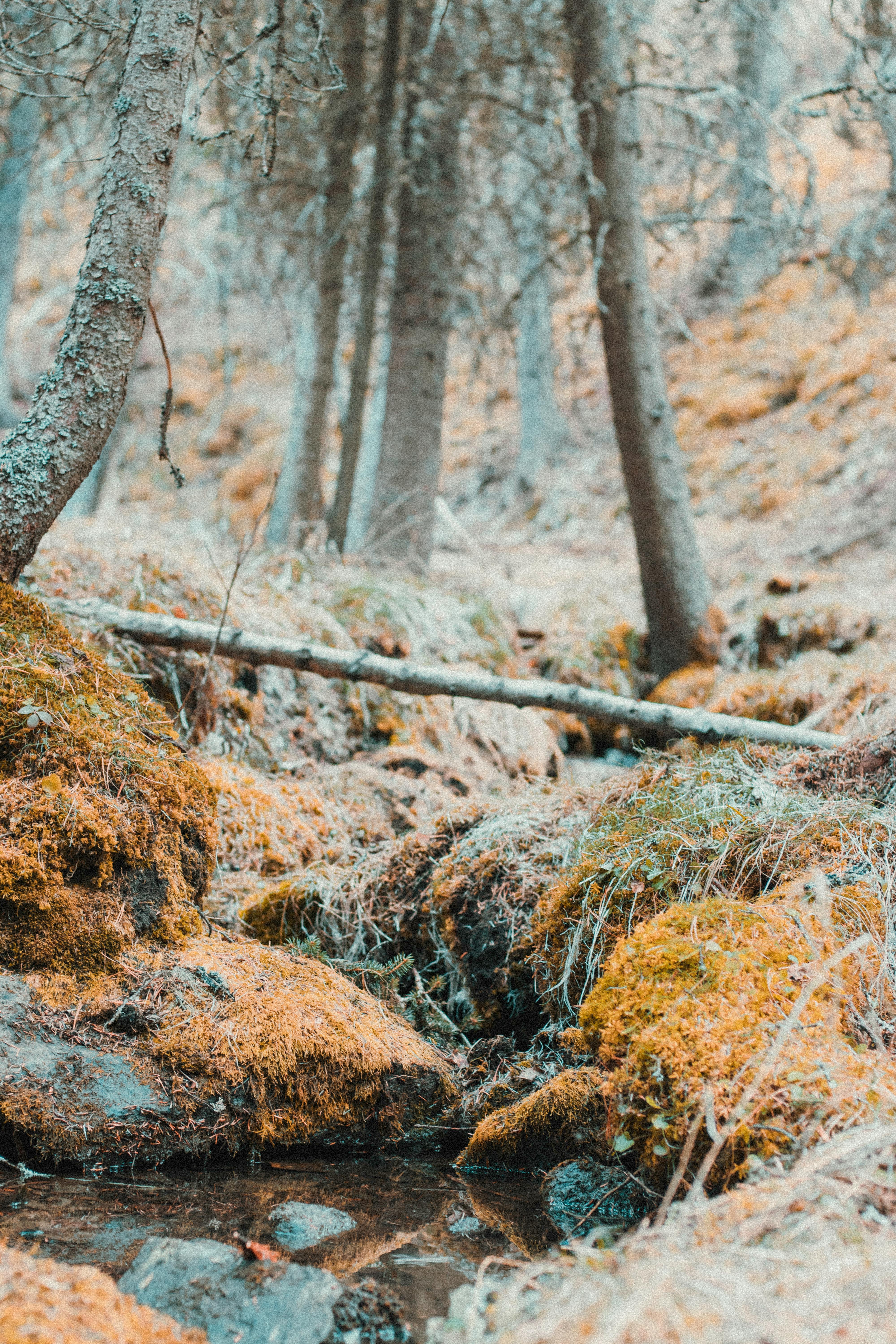 在加拿大布拉格溪，宁静的秋天森林中点缀着苔藓覆盖的岩石和一条温和的小溪