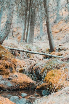 在加拿大布拉格溪，宁静的秋天森林中点缀着苔藓覆盖的岩石和一条温和的小溪