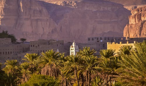 Palm Trees and Buildings in Yemen