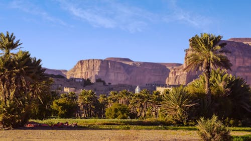 Palm Trees and Buildings in Yemen