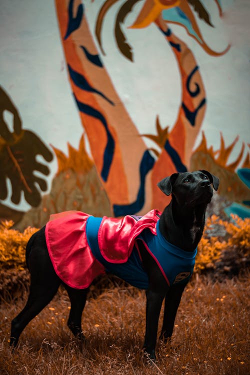 Free Photo of a Black Labrador Wearing a Costume Stock Photo