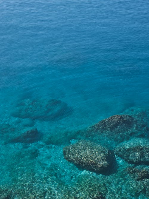 無料 サンゴ, サンゴ礁, 垂直ショットの無料の写真素材 写真素材