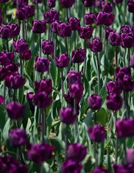 春天，探索加拿大伯灵顿盛开的充满活力的紫色郁金香田