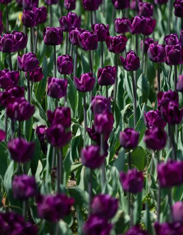 Ciemnofioletowe Kwiaty Tulipanów