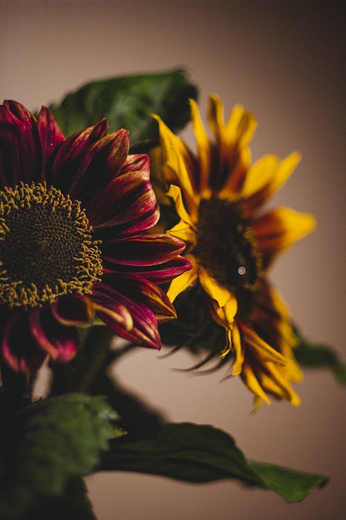 Gratis arkivbilde med blomst, blomster, blomsterfotografering