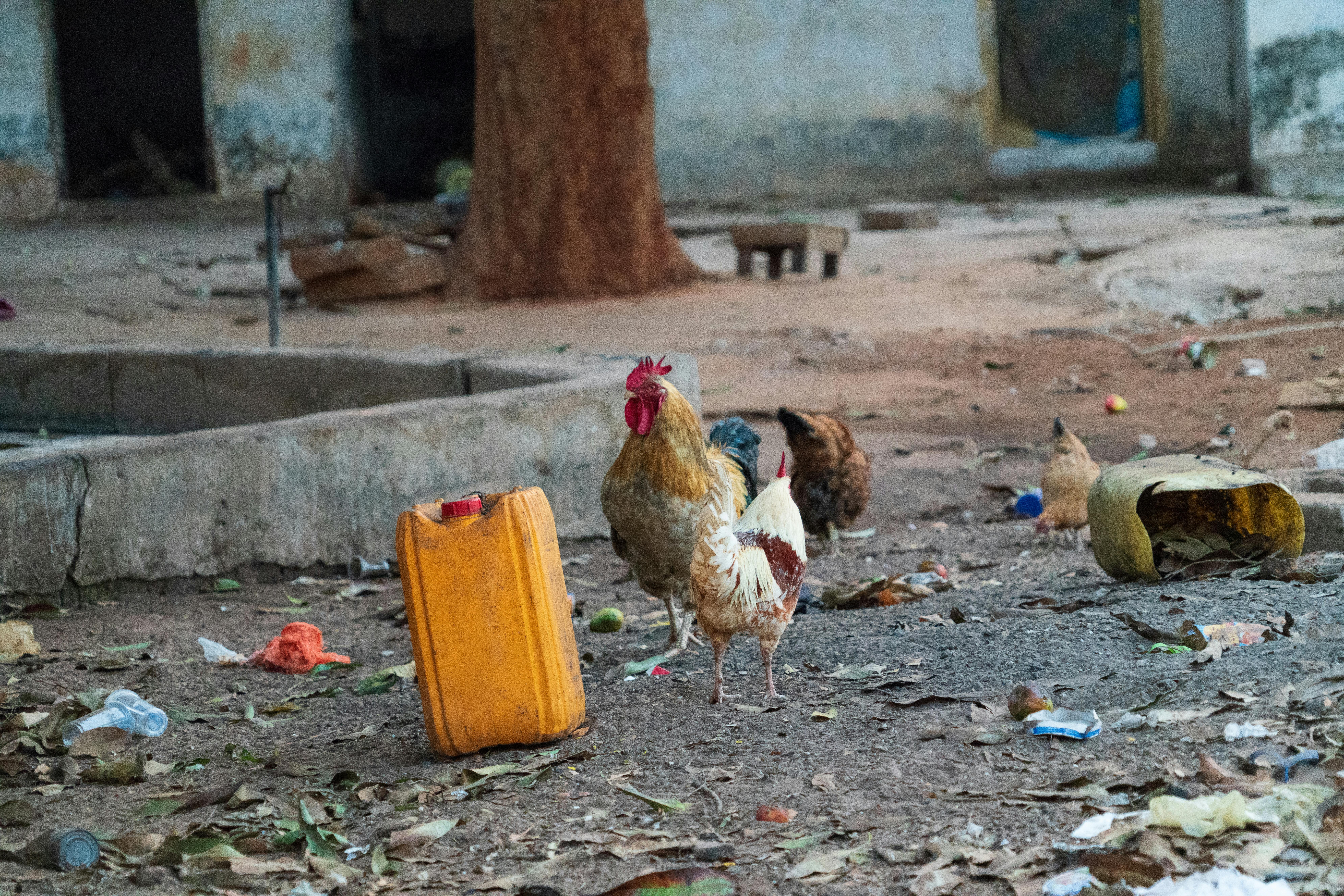 Free stock photo of africa, chickens, gambia
