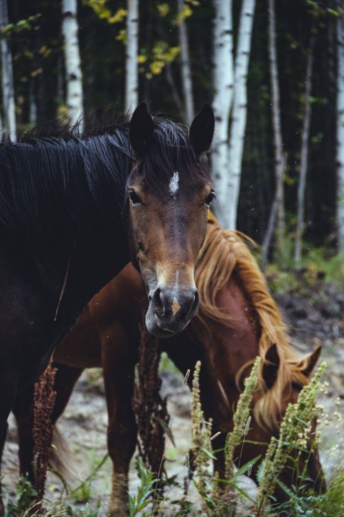 Free Two horses stand in a quiet forest setting surrounded by tall birch trees. Stock Photo