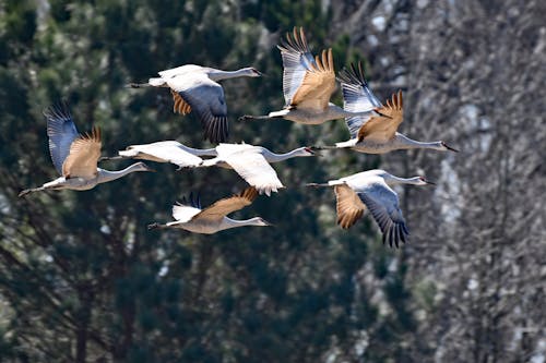 Free Photo of Birds Flying Stock Photo