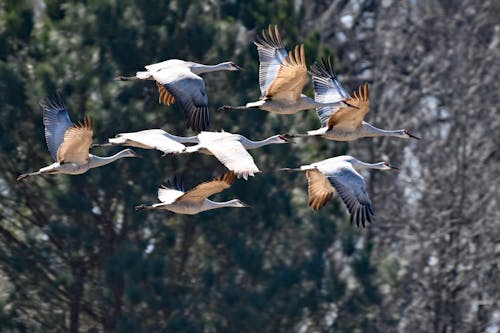 Kostnadsfri bild av birds_flying, fågelfotografering, flock