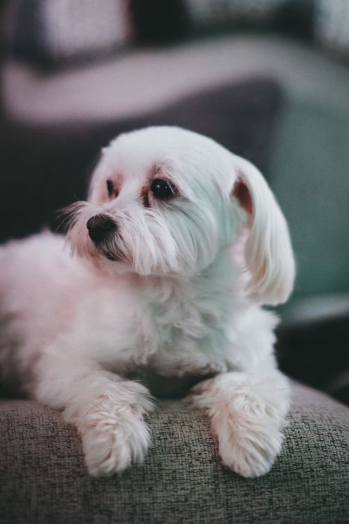 Free Adorable Maltese dog lounging indoors on a cozy couch, showcasing its fluffy white fur. Stock Photo