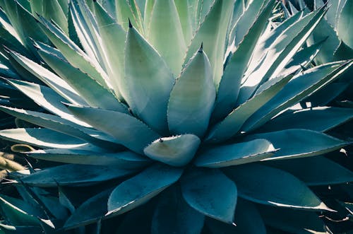 Close-up of a Succulent Plant