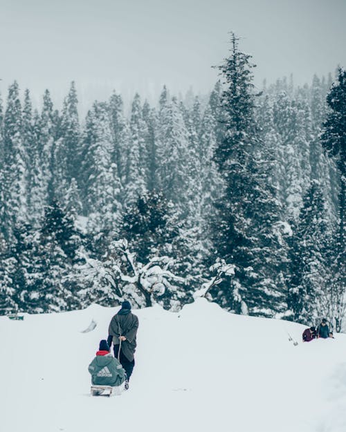 Photos gratuites de arbres, aventure, couvert de neige
