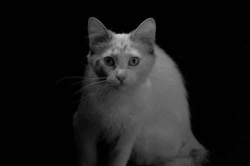 Ücretsiz Beyaz kedi, Evcil Hayvan, gri tonlama içeren Ücretsiz stok fotoğraf Stok Fotoğraflar