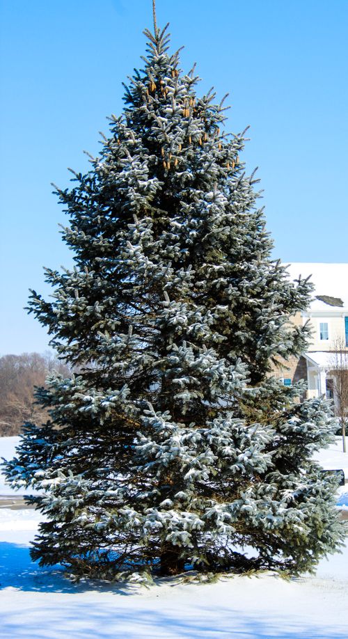 Free Majestic snow-covered pine tree under a bright blue sky during winter. Stock Photo
