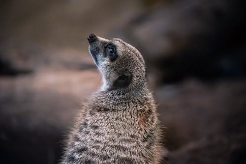 Free Meerkat in Close-up Shot  Stock Photo