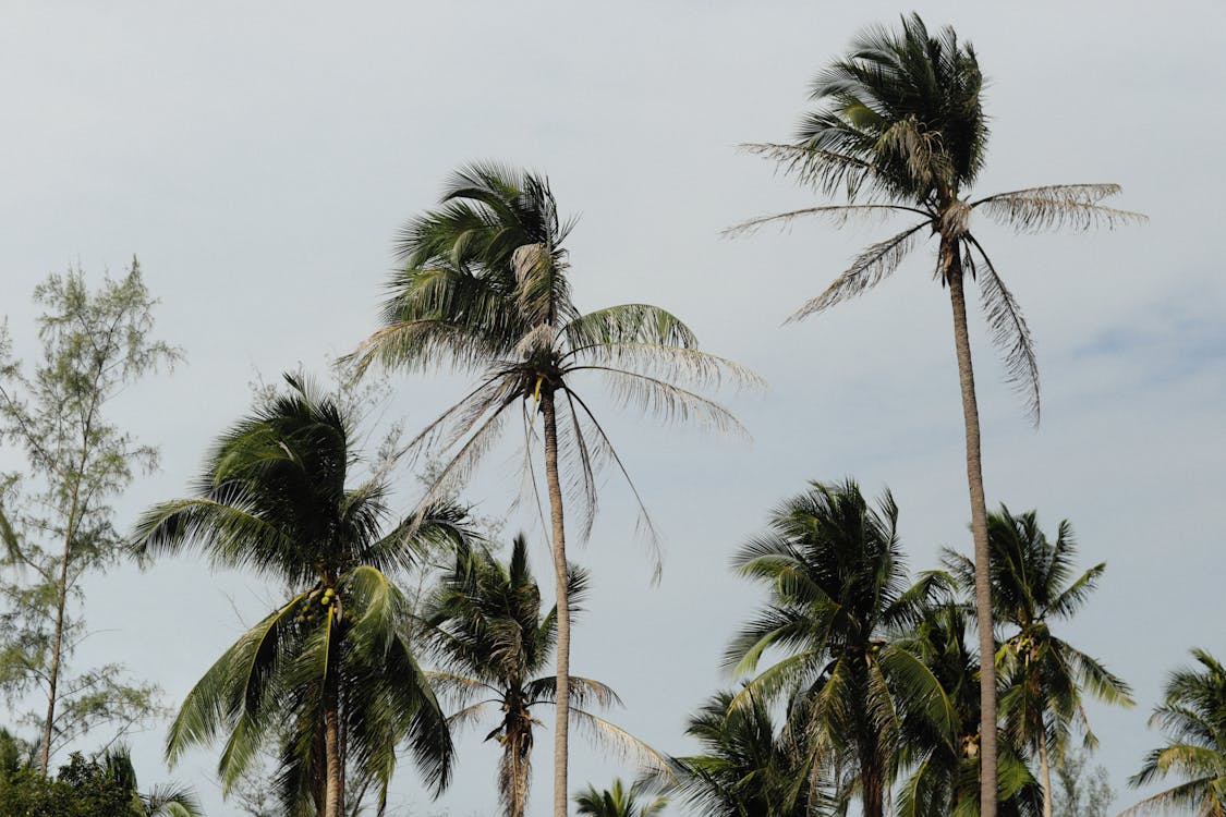 Coconut Trees Under Gloomy Sky