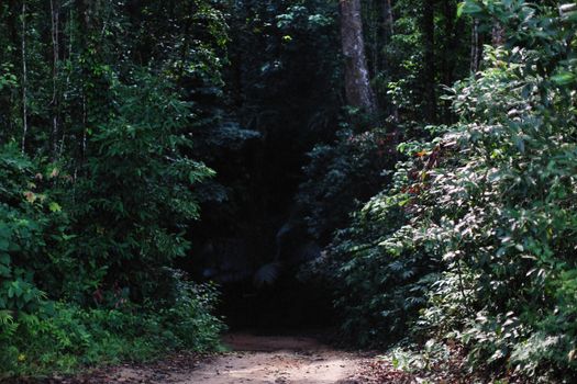 A serene forest pathway surrounded by dense greenery and tall trees in natural light.