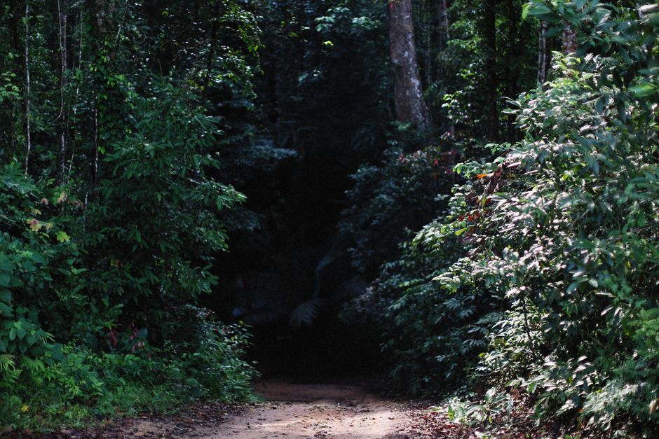 Fotomural Un sereno sendero en el bosque rodeado de densa vegetación y altos árboles bajo la luz natural.