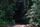 dense forest