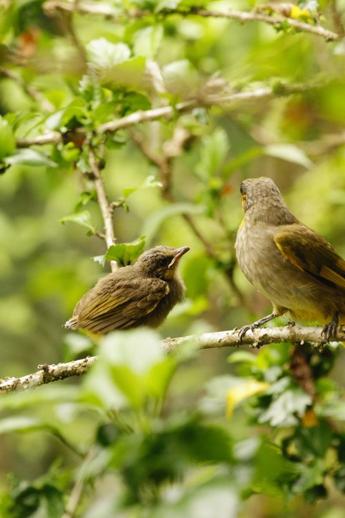 Free Two birds perched on a leafy tree branch, showcasing wildlife in a natural setting. Stock Photo