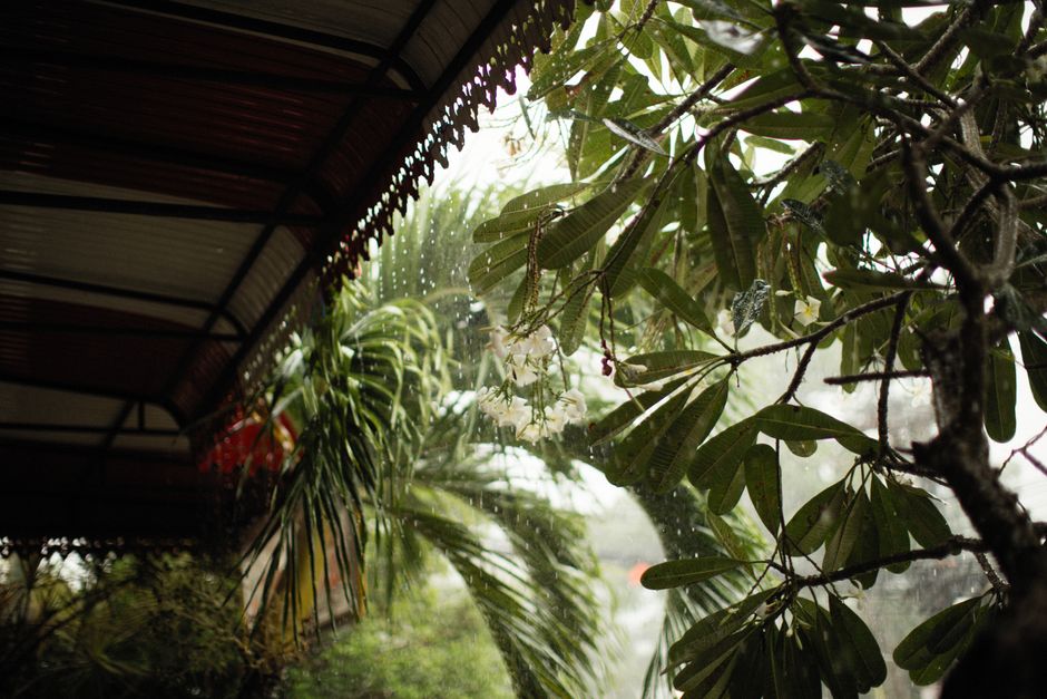 Photo by Alexey Demidov on Pexels A serene view of raindrops on leaves under a canopy, capturing nature's tranquility.