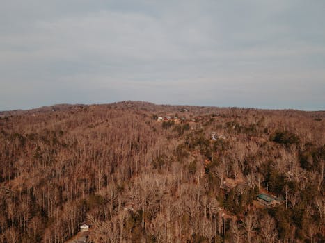 Expansive aerial view of a serene forest landscape during autumn, capturing bare trees and rolling hills.