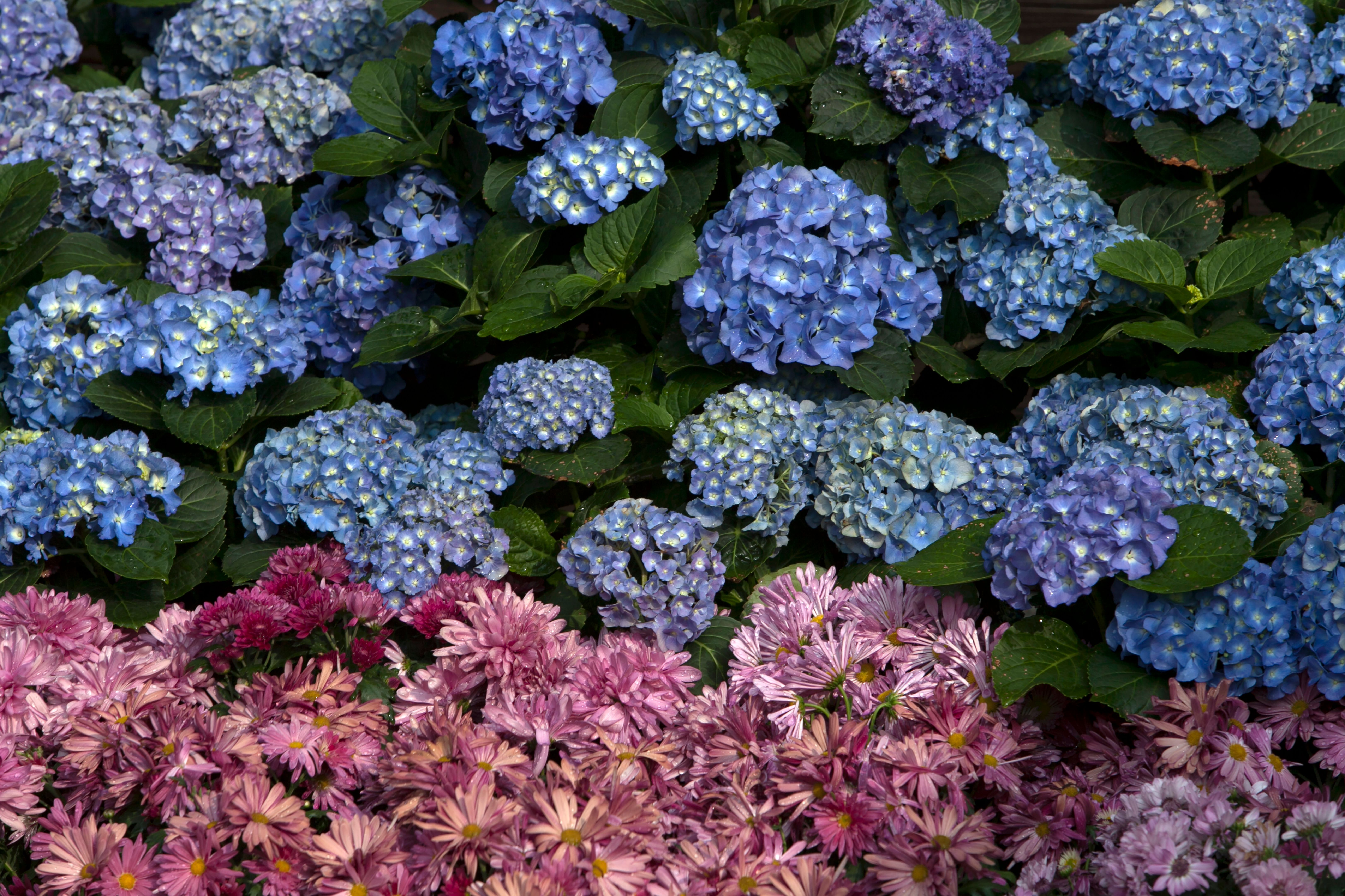 Farbenfrohe Blumenbeete in voller Blüte