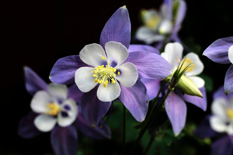 Purple And White Flower In Close Up Photography