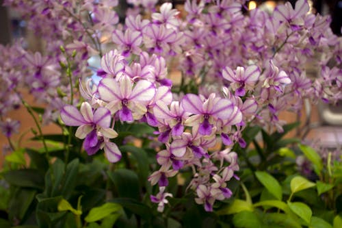 Beautiful Purple and White Flowers in Tilt Shift Lens