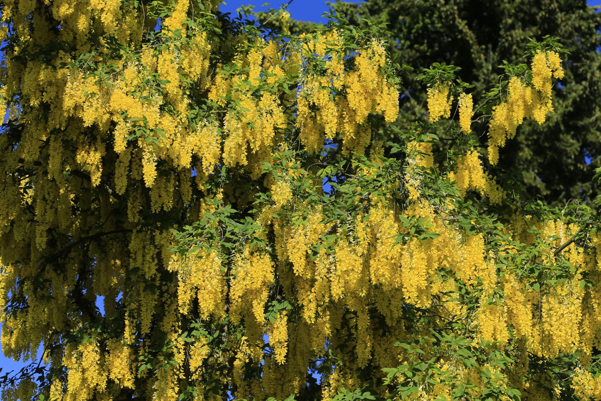 Bright yellow Laburnum flowers adorn a tree under a clear blue sky, epitomizing spring beauty.