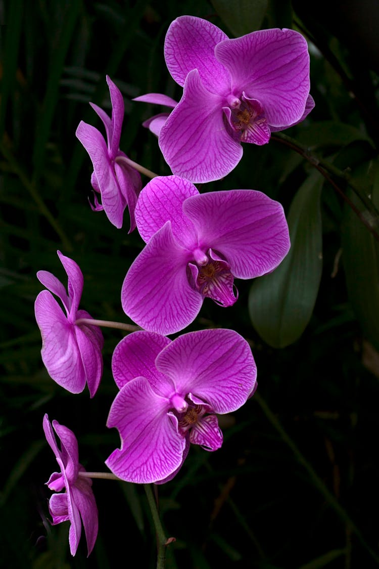 Dendrobium Flowers In Macro Shot Photography