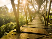 阳光穿过木桥旁的树木，为公园营造出宁静的景观