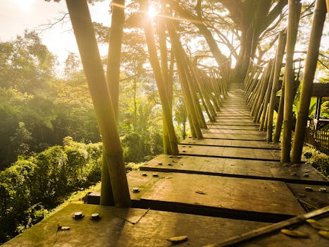 阳光穿过木桥旁的树木，为公园营造出宁静的景观