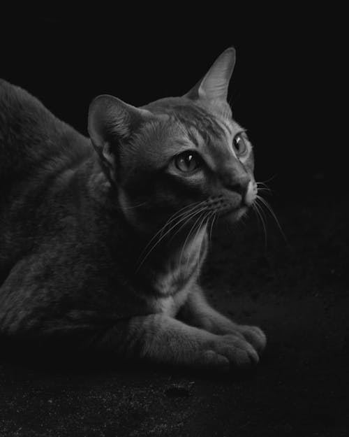 Free Grayscale Photo of a Cat  Stock Photo