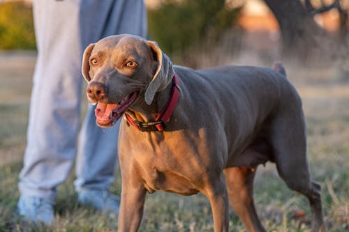 Δωρεάν στοκ φωτογραφιών με weimaraner, αστείος, γλυκούλι