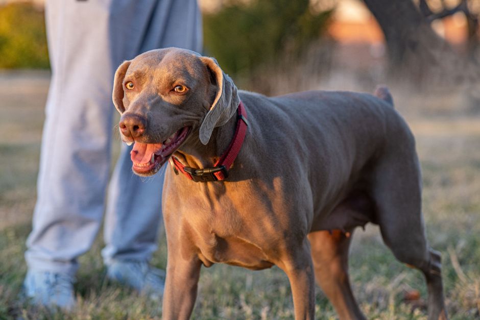Pet sitter à La Ricamarie — à propos