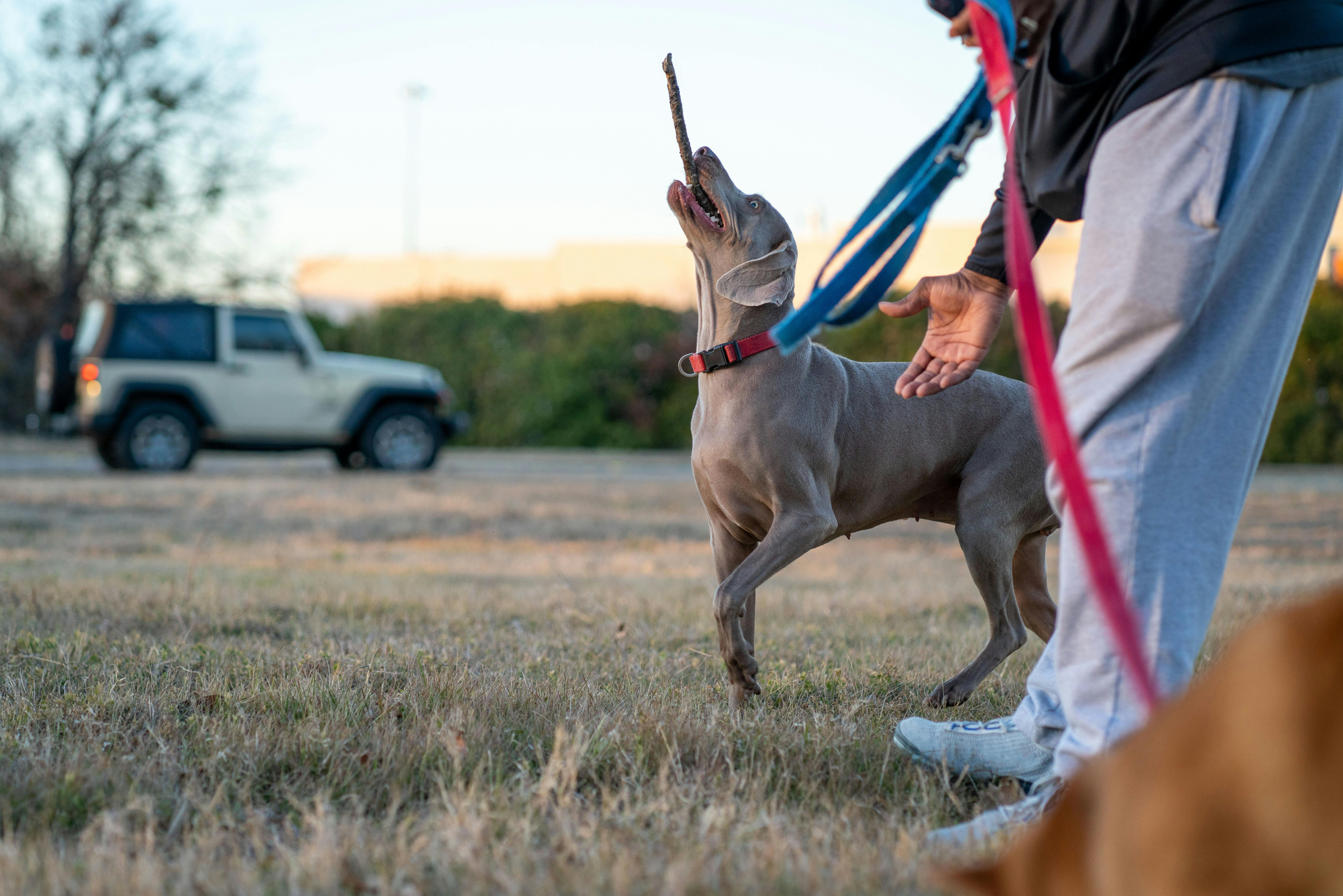 Weimaraner Dog Training on the Green Field