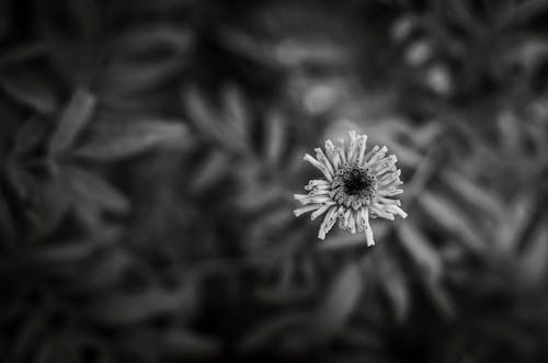 俯視圖, 植物群, 灰階 的 免費圖庫相片