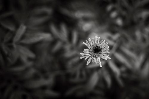Free Artistic black and white close-up of a flower from a garden in Lviv, Ukraine. Stock Photo