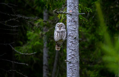 Owl Perched on Tree Branch