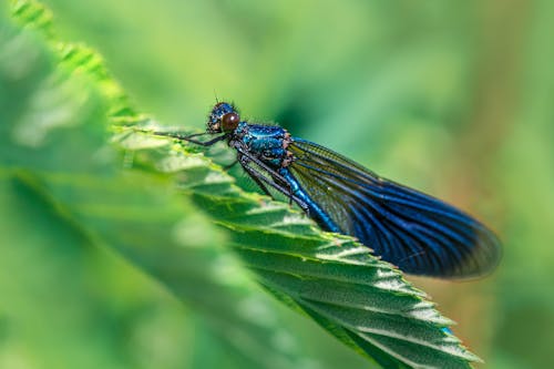 Ücretsiz böcek fotoğrafçılığı, bulanıklık, calopteryx içeren Ücretsiz stok fotoğraf Stok Fotoğraflar