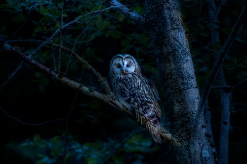 Photo of Owl Perched on Tree Branch