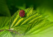 Red and Black Bug on Green Leaf