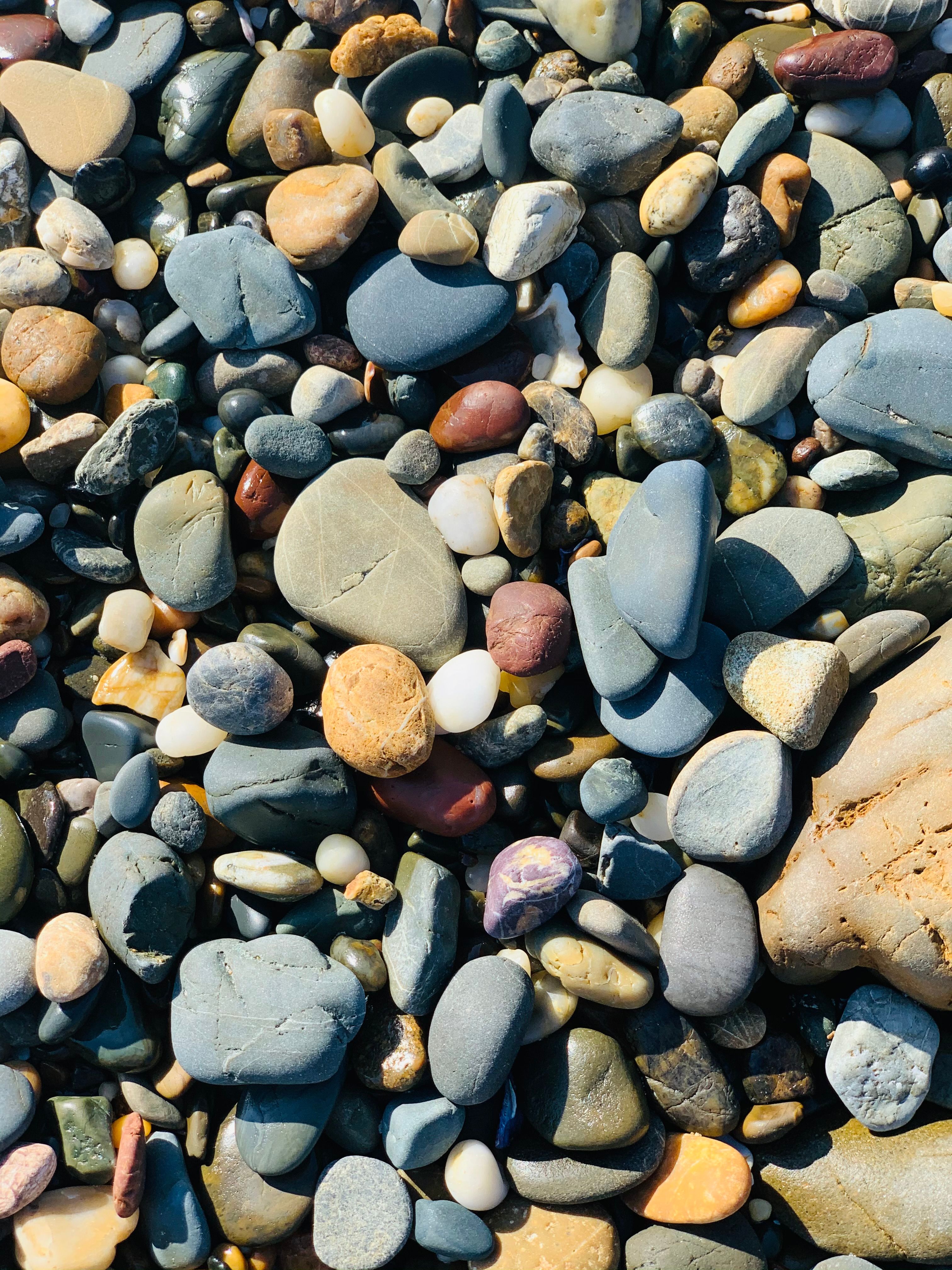A Close-Up Shot of a Variety of Seashells · Free Stock Photo
