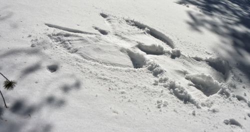 Free snow angel Stock Photo