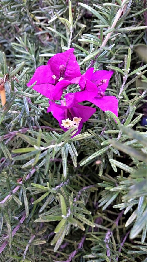 Free Bougainvillea  and Rosemary Stock Photo
