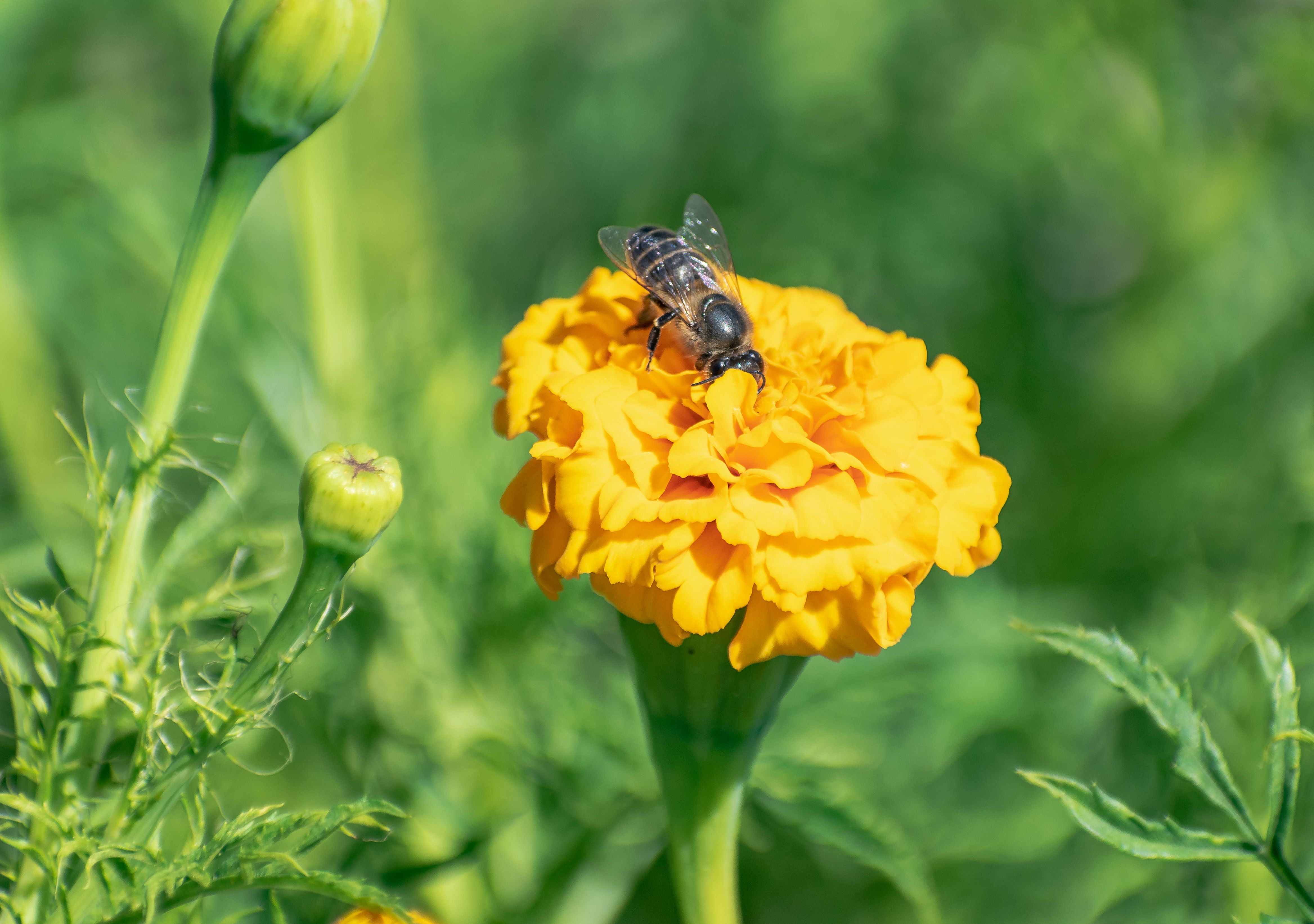 Ark Valley Civics Bee Competition to Send Three Local Students to State — Photo by Rajesh S  Balouria on Pexels