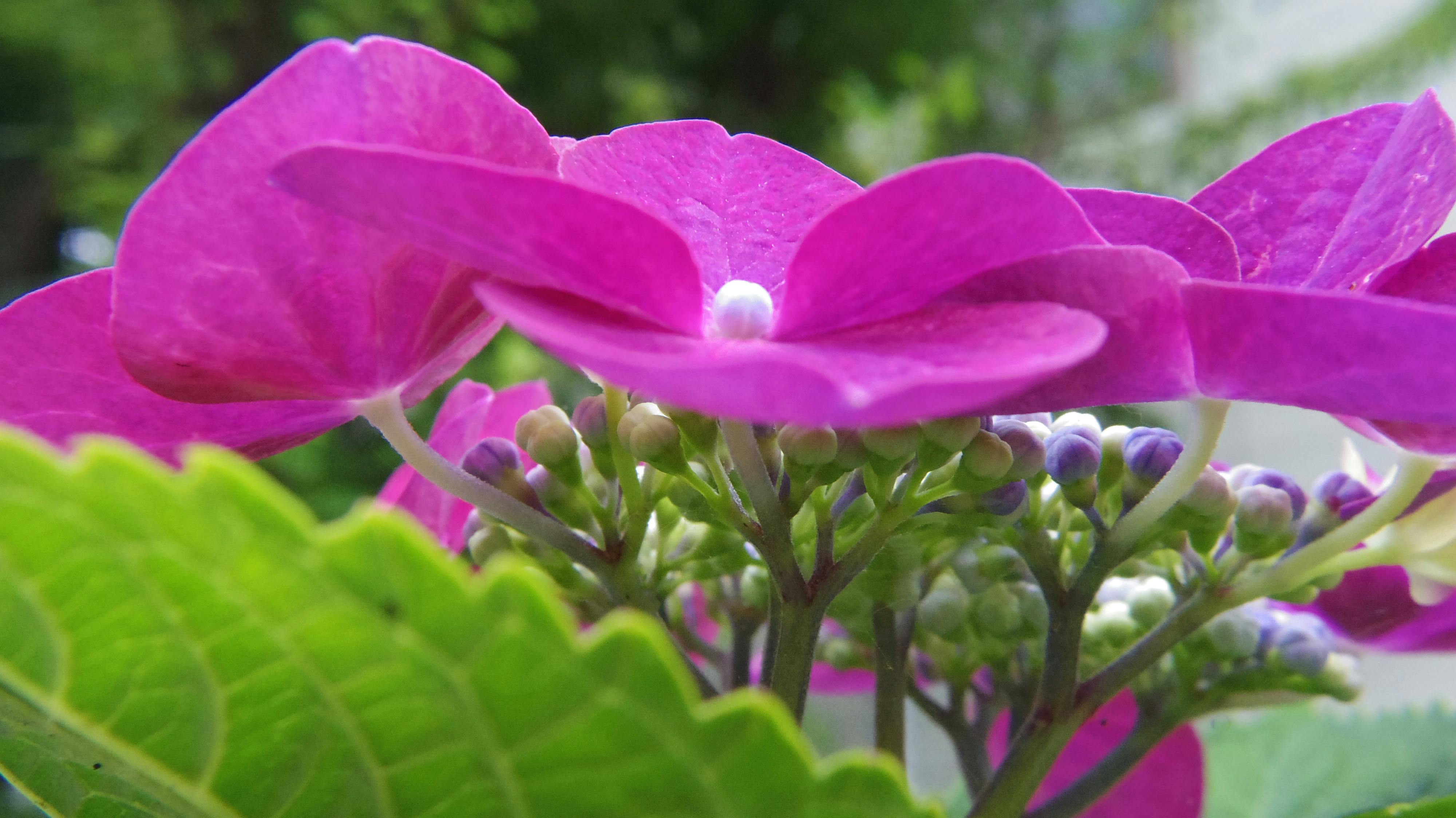 Foto Stok Gratis Tentang Bunga Bunga Hydrangea Kembang